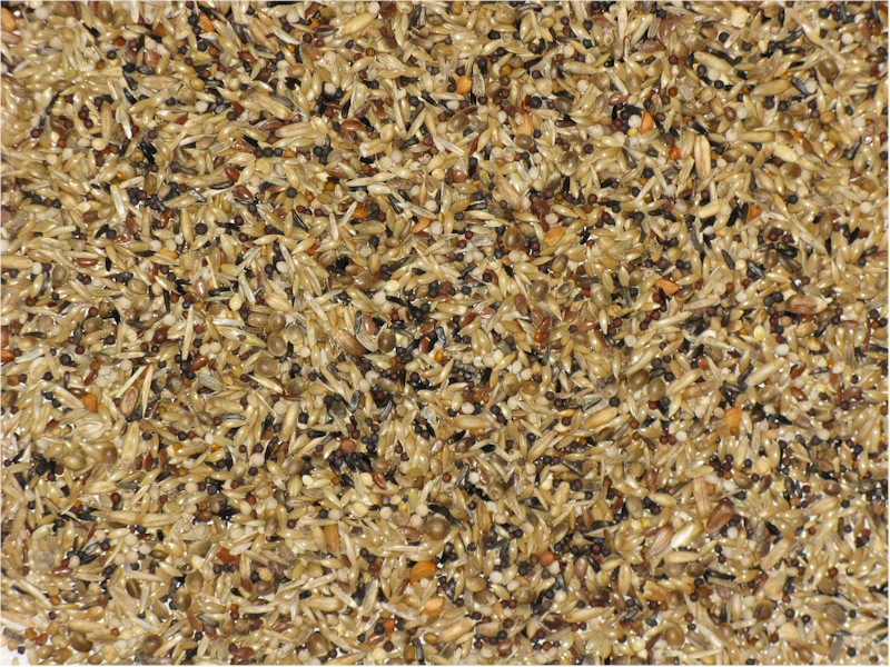 Penn Seed European Finch, 500 g (1.1 lbs) Small Zip Bag